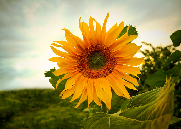 summer solstice - sunflower